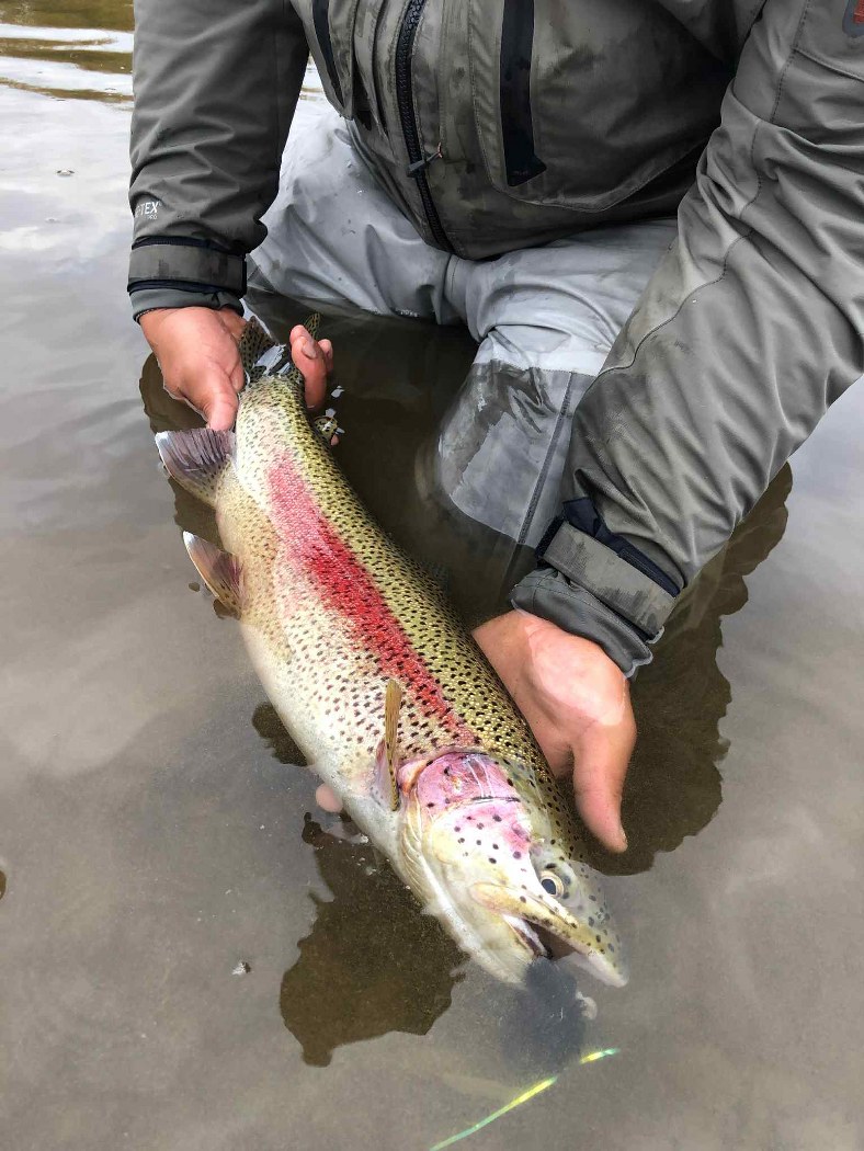 Rainbow Trout Fishing Alaska