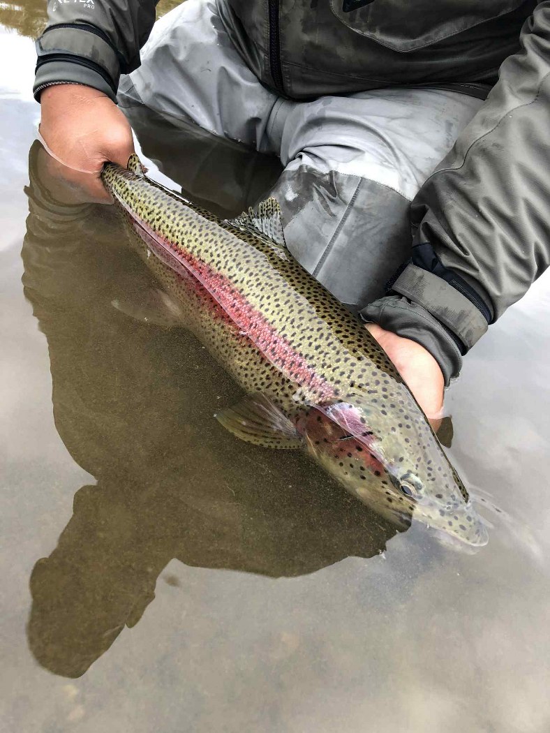 Rainbow Trout Fishing in Alaska